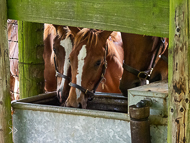 KS300622-104 - Cupboard Love Foal